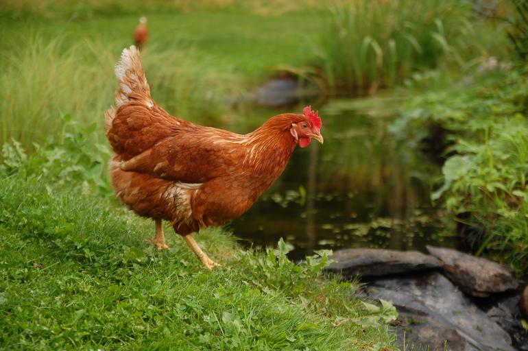Reference subject: a chicken